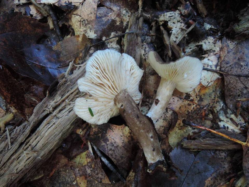 Lactarius gerardii var. fagicola image