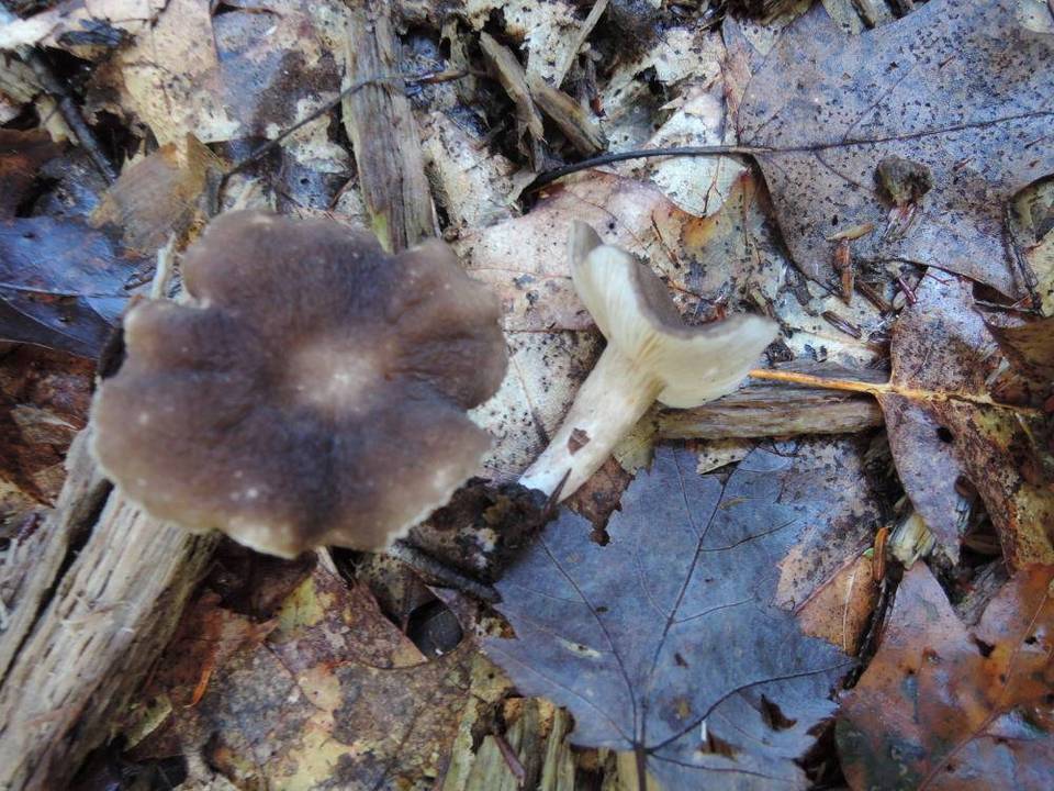 Lactarius gerardii var. fagicola image