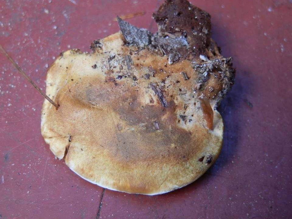 Onnia leporina image