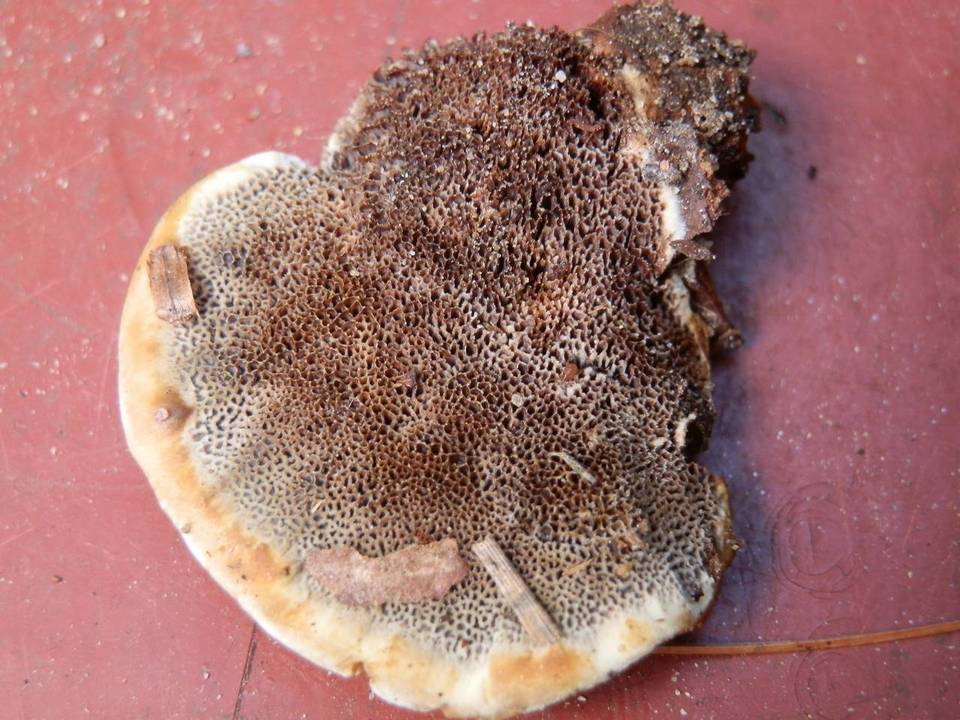 Onnia leporina image