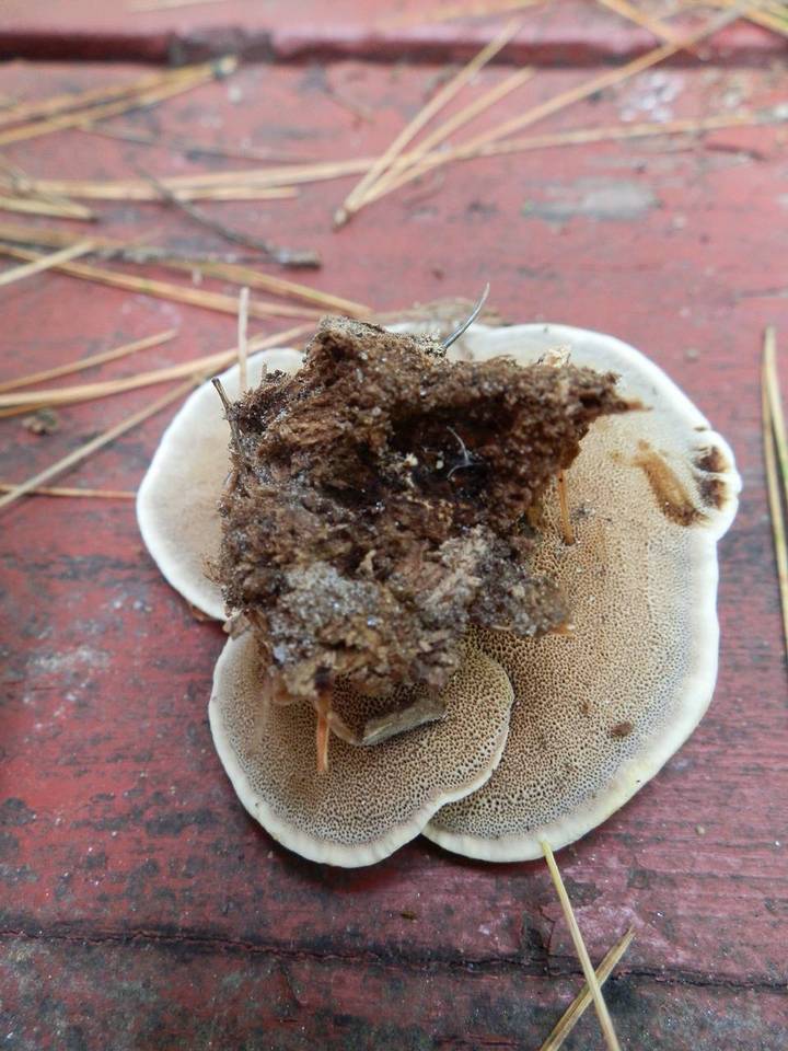 Onnia leporina image