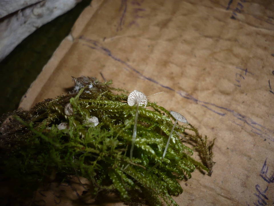 Mycena clavularis image