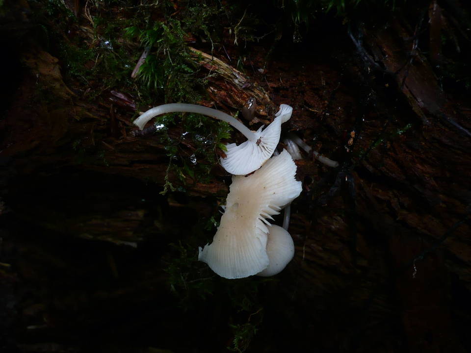 Mycena laevigata image