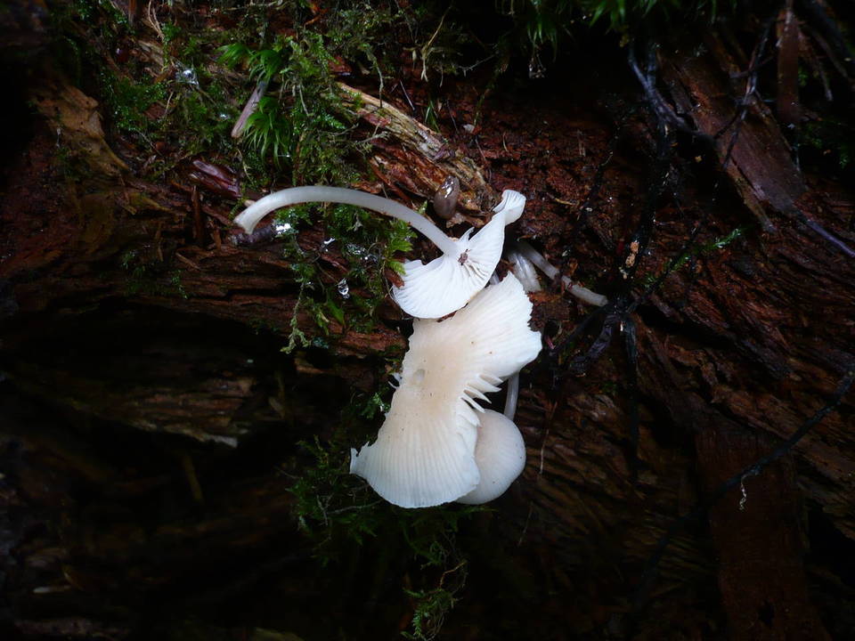 Mycena laevigata image
