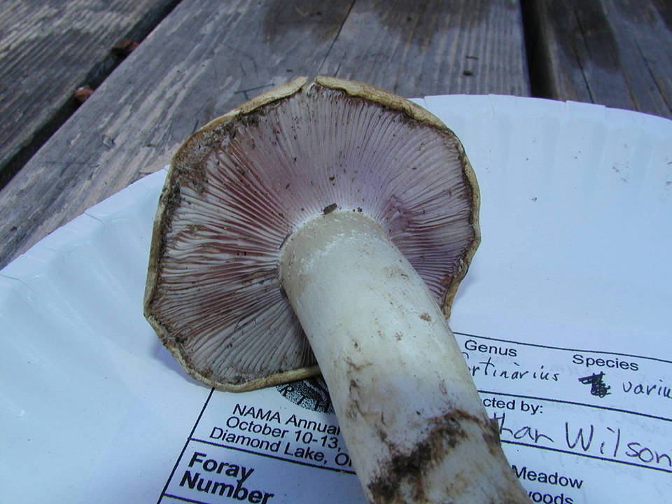 Cortinarius varius image