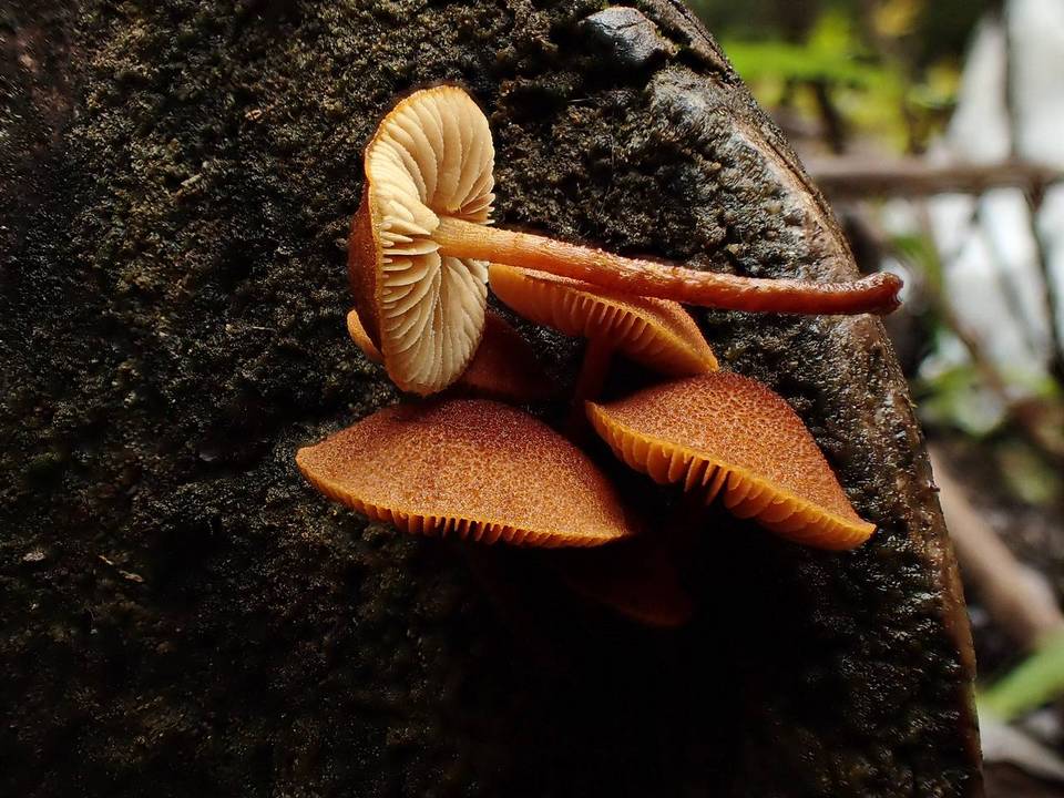 Flammulaster limulatus var. litus image