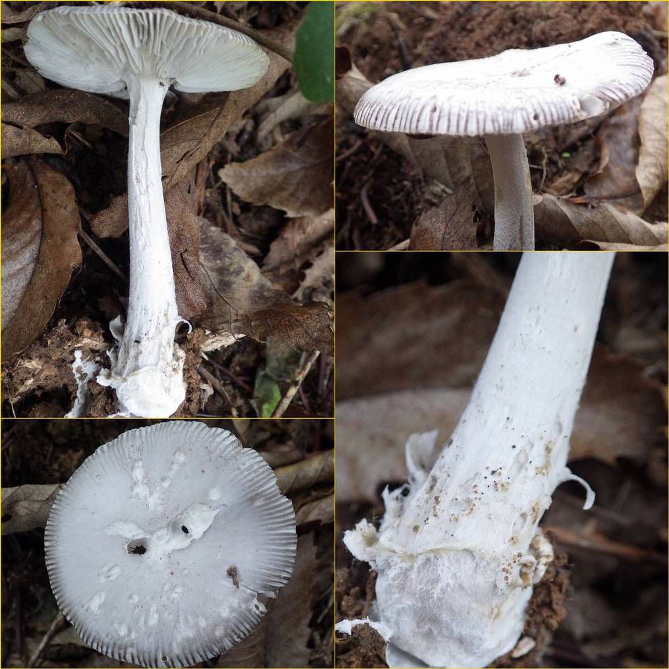 Amanita huijsmanii image