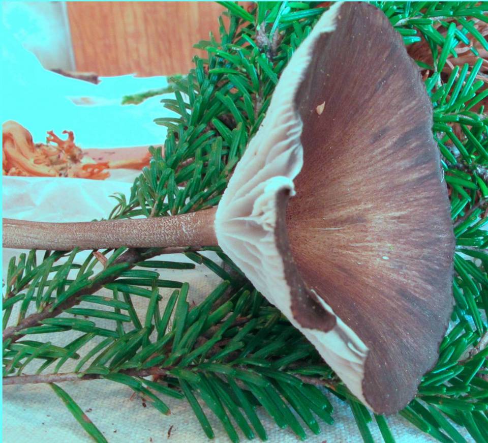 Clitocybula atrialba image
