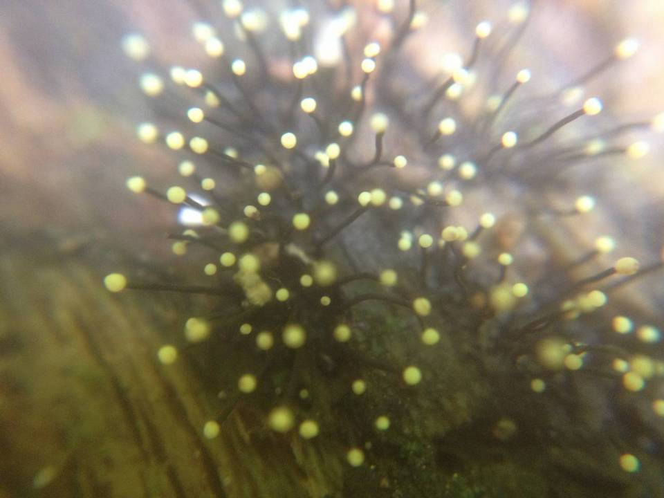 Fluviostroma wrightii image