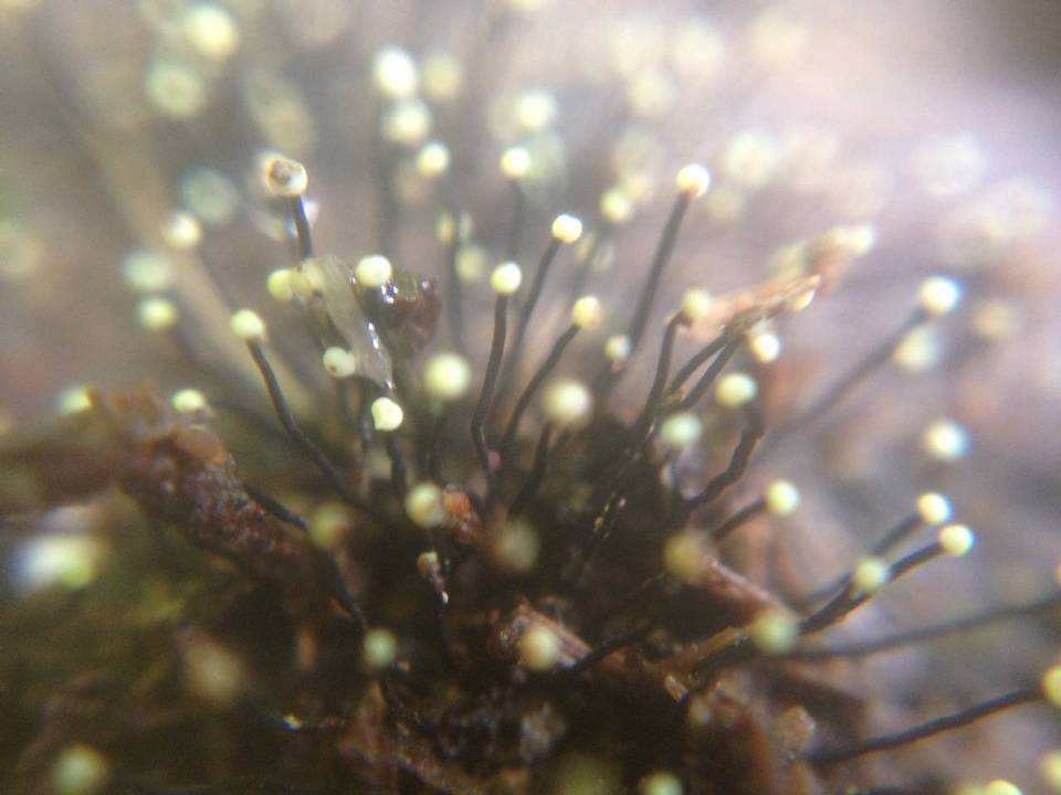 Fluviostroma wrightii image