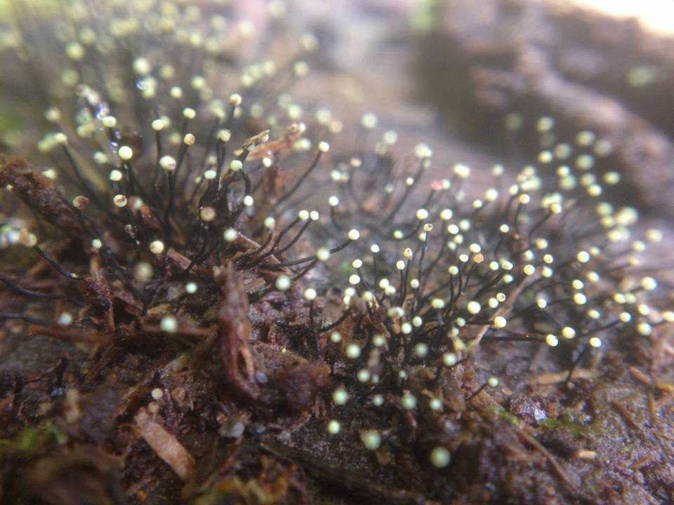 Fluviostroma wrightii image