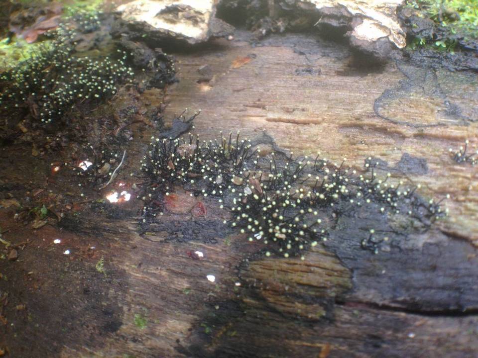 Fluviostroma wrightii image