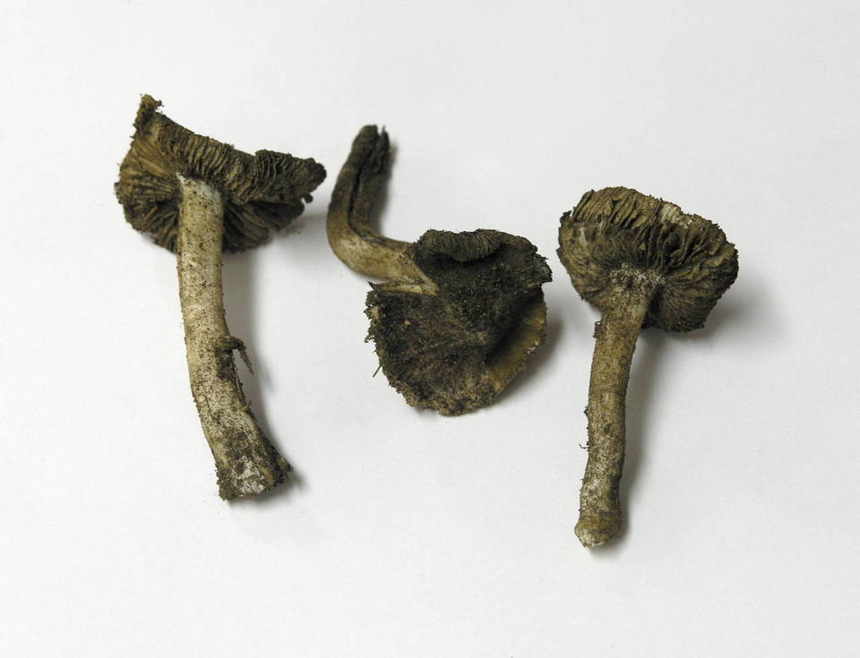 Inocybe sierraensis image