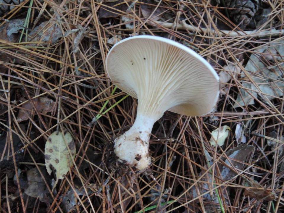 Clitocybe subclavipes image