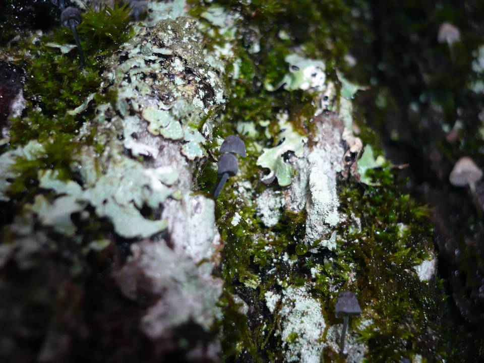 Mycena pseudocorticola image