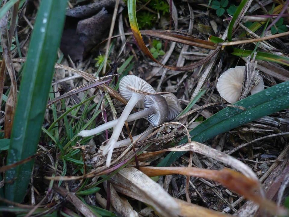 Mycena pseudopicta image