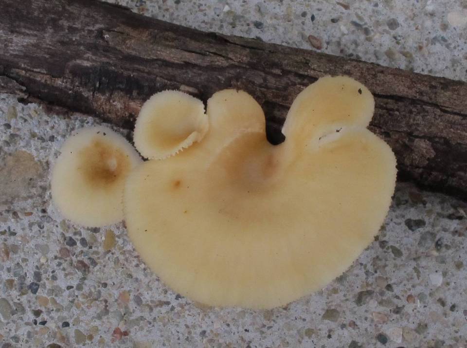 Neofavolus suavissimus image