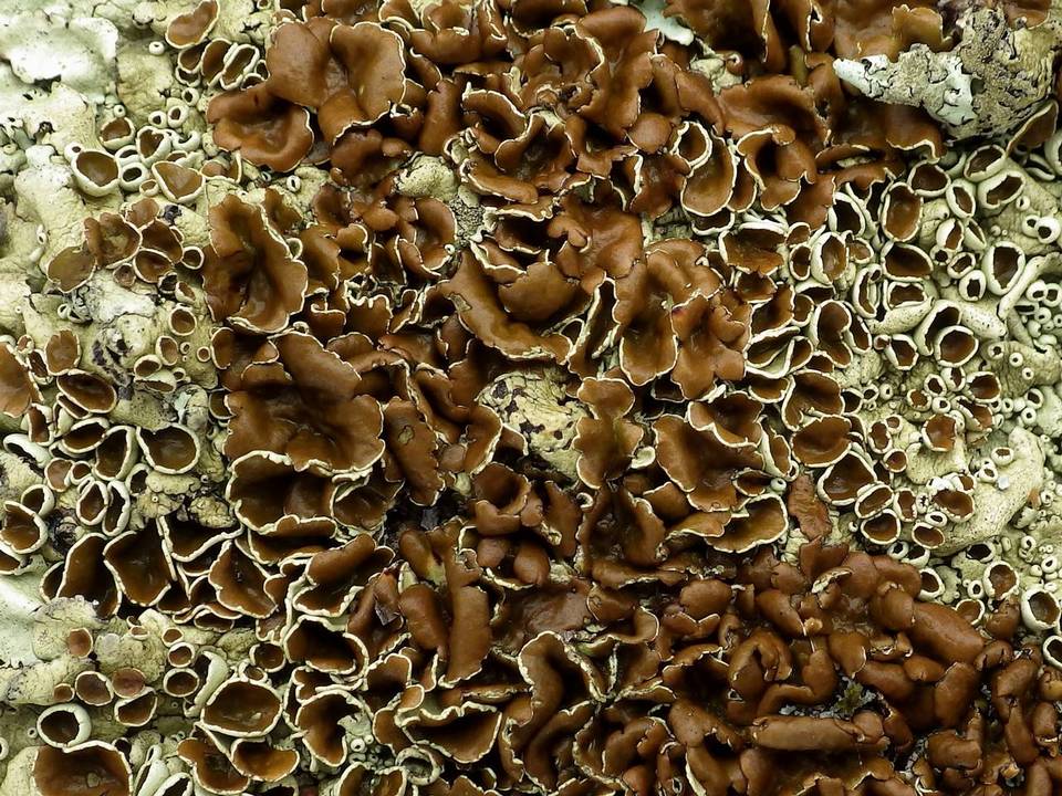 Xanthoparmelia protomatrae image