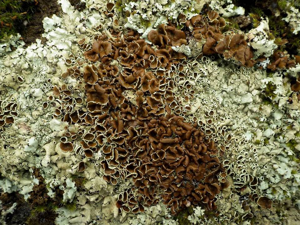 Xanthoparmelia protomatrae image