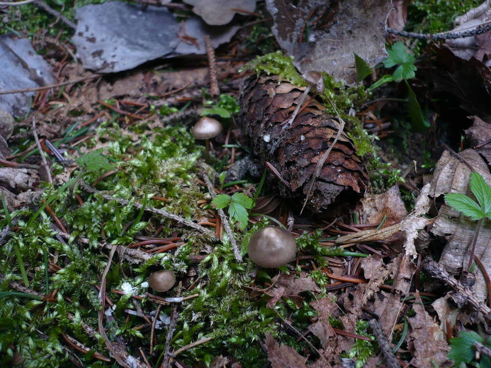 Mycena strobilicola image