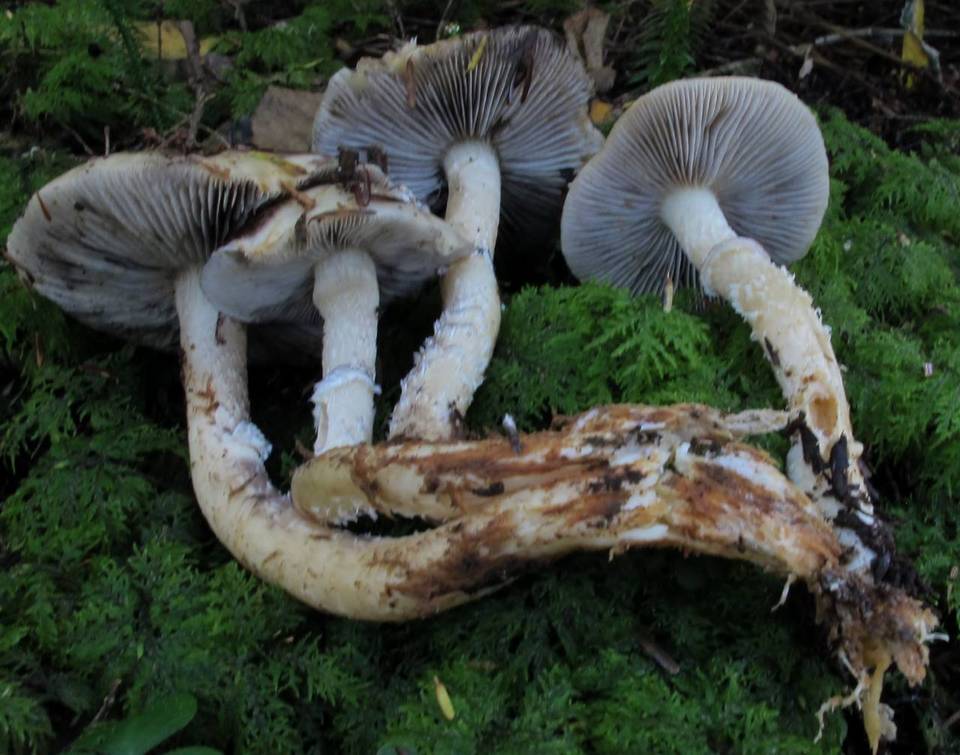 Stropharia subcaperata image