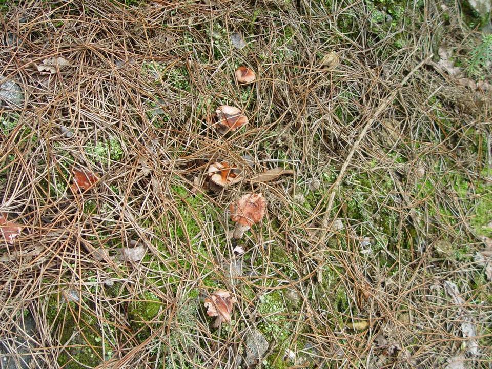 Gomphidius roseus image