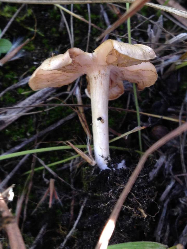 Entoloma excentricum image