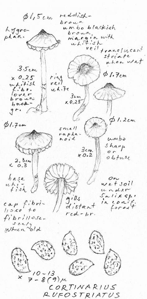 Cortinarius rufostriatus image