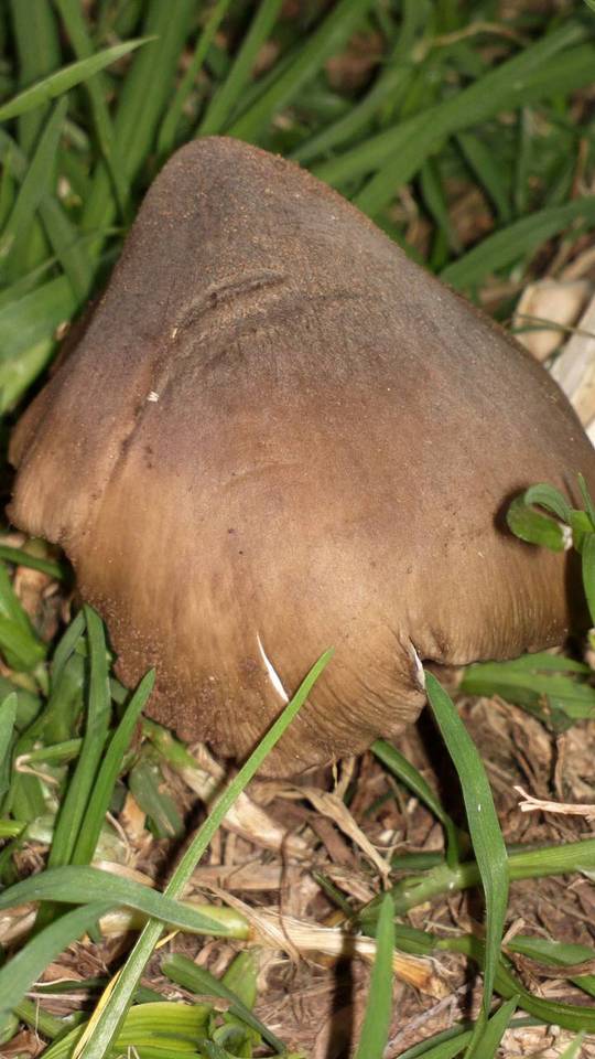 Termitomyces sagittiformis image