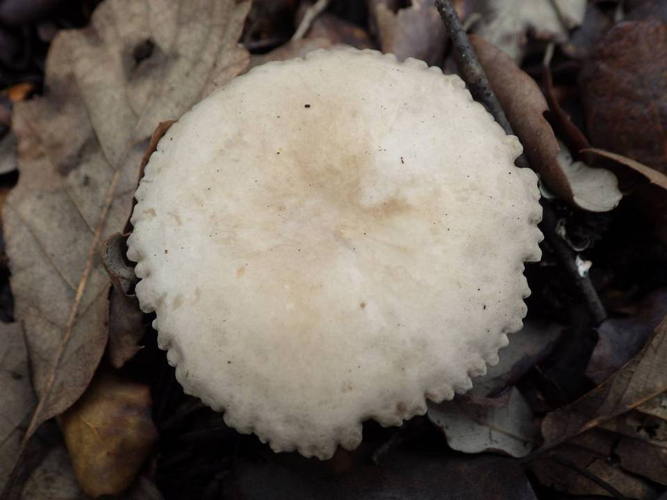 Lactarius ruginosus image