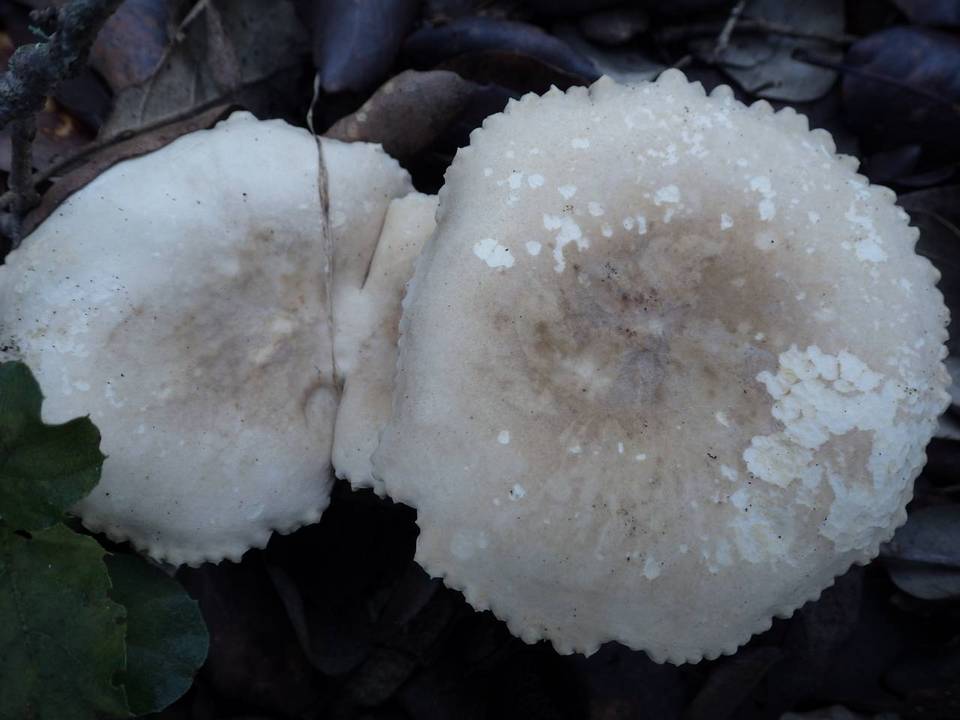 Lactarius ruginosus image