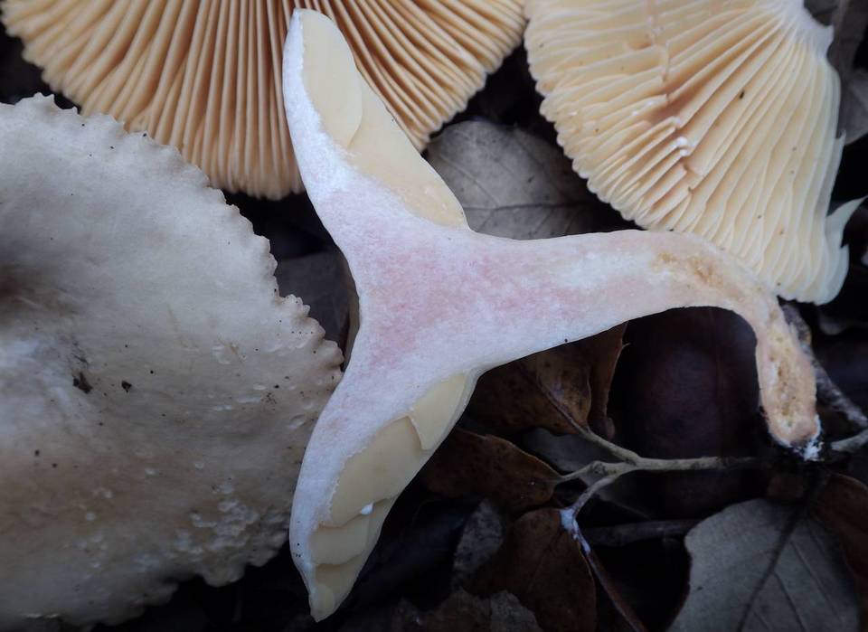 Lactarius ruginosus image