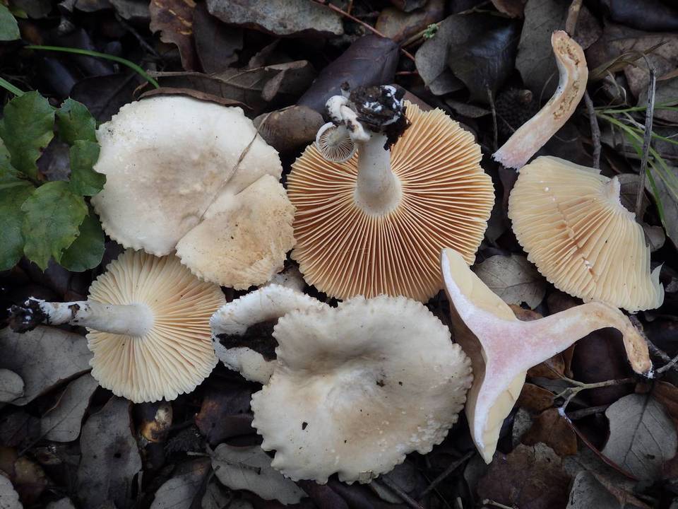 Lactarius ruginosus image