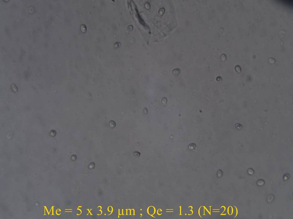 Ossicaulis lignatilis image
