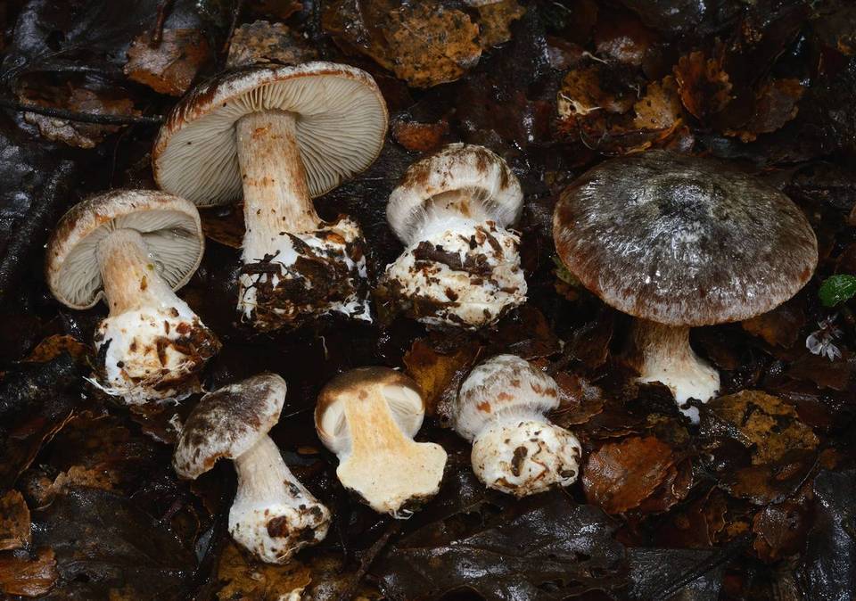 Cortinarius myxenosma image