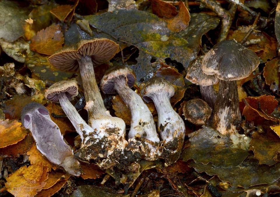Cortinarius carbonellus image