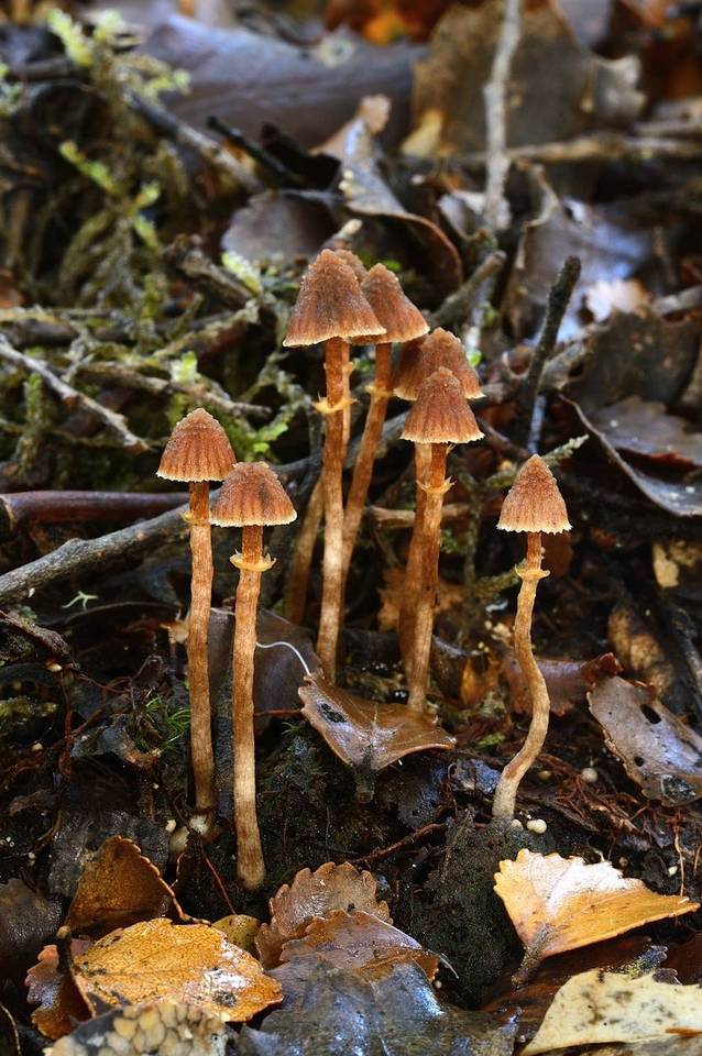 Cortinarius lanceolatus image