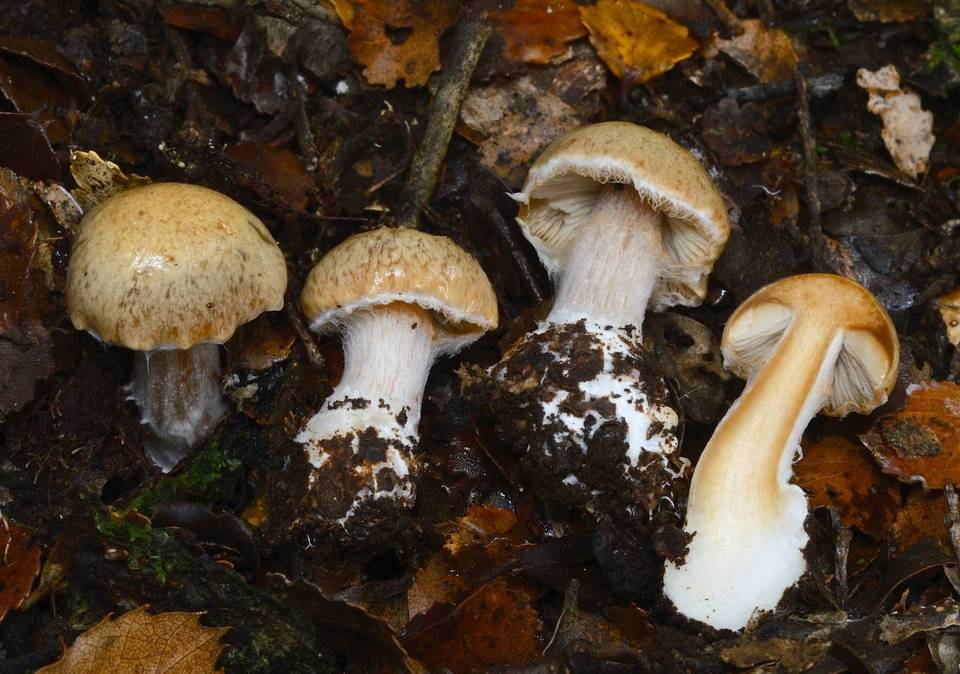 Cortinarius iringa image