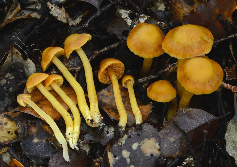 Cortinarius luteinus image