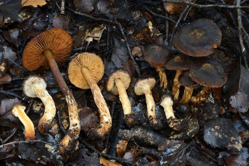 Cortinarius caryotis image