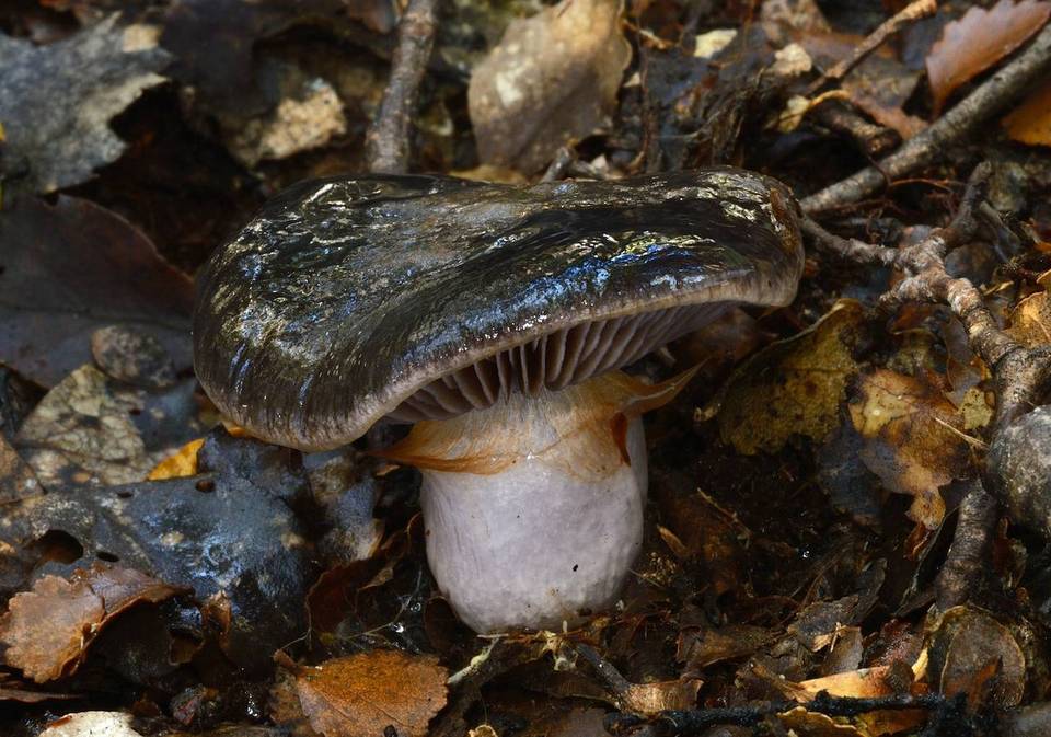 Cortinarius marmoratus image