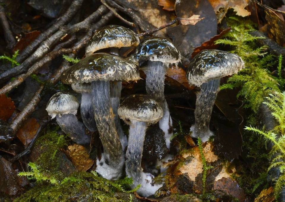 Cortinarius rhipiduranus image