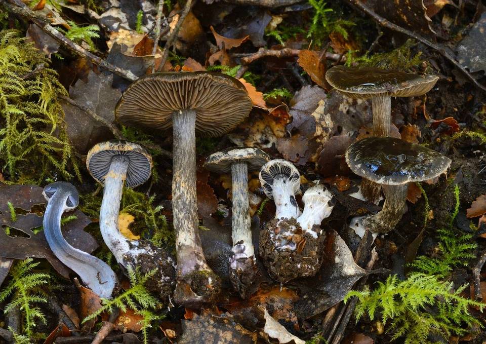 Cortinarius rhipiduranus image