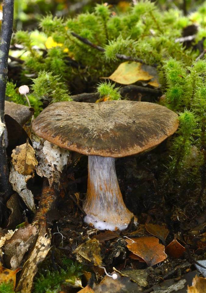 Cortinarius singularis image