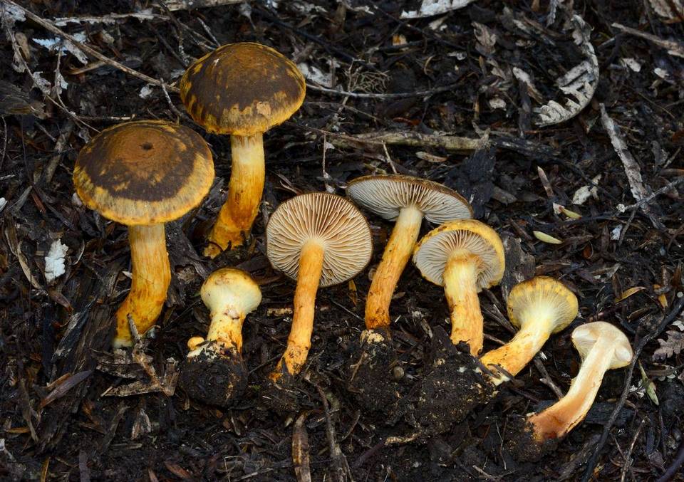 Cortinarius pholiotellus image