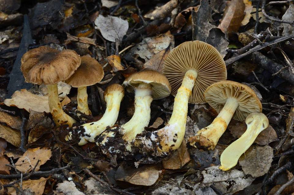 Cortinarius ophryx image