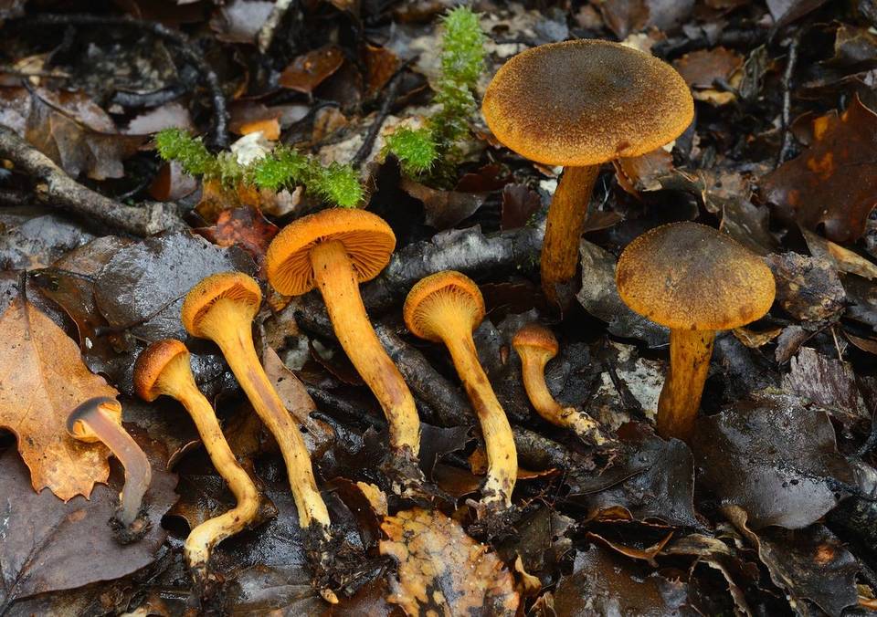 Cortinarius aurantioferreus image
