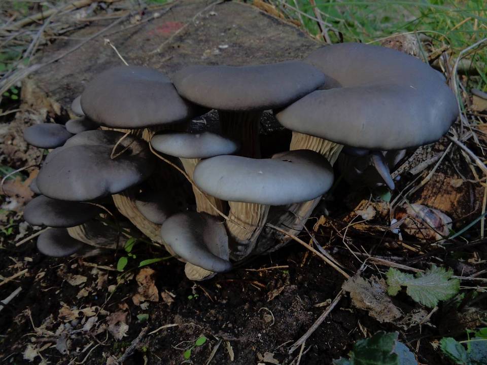 Pleurotus columbinus image