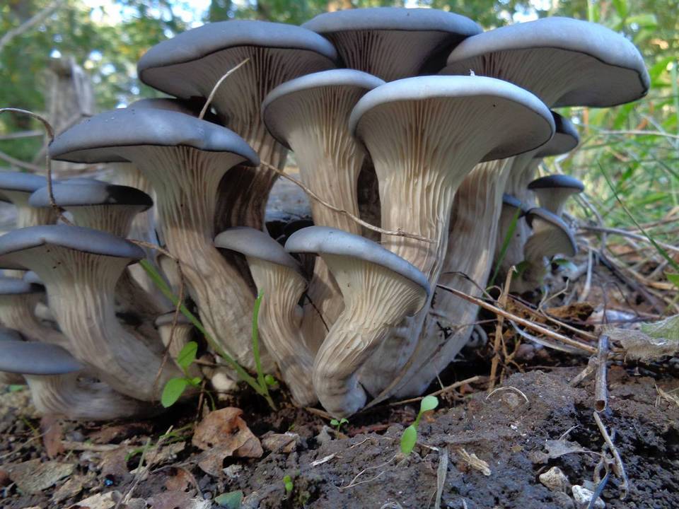Pleurotus columbinus image