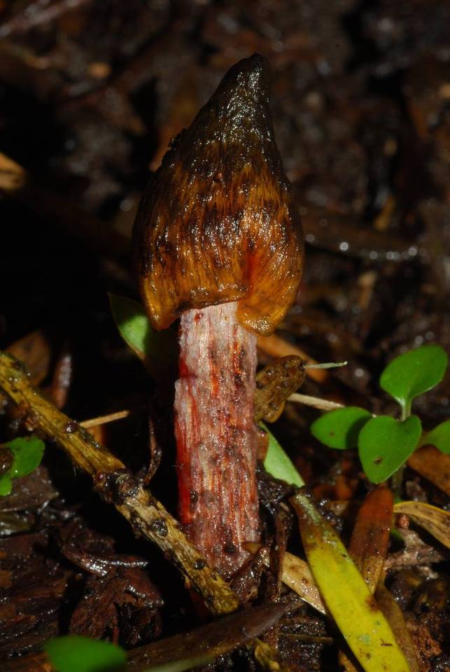 Bertrandia astatogala image